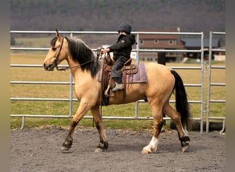 Draft Horse Mix, Gelding, 4 years, 14.3 hh, Buckskin