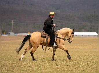 Draft Horse Mix, Gelding, 4 years, 14.3 hh, Buckskin