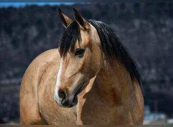 Draft Horse Mix, Gelding, 4 years, 14.3 hh, Buckskin