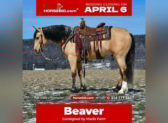 Draft Horse Mix, Gelding, 4 years, 14.3 hh, Buckskin