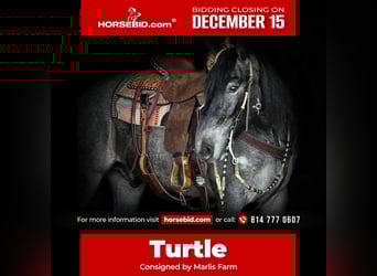 Draft Horse Mix, Gelding, 4 years, 14.3 hh, Roan-Blue