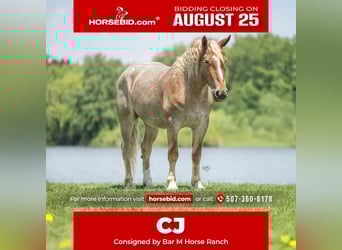 Draft Horse Mix, Gelding, 4 years, 14 hh, Roan-Red