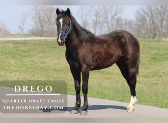 Draft Horse Mix, Gelding, 4 years, 14,2 hh, Black