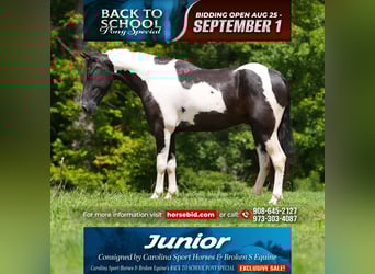 Draft Horse Mix, Gelding, 4 years, 14,2 hh, Pinto
