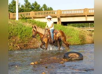 Draft Horse, Gelding, 4 years, 14,3 hh, Brown