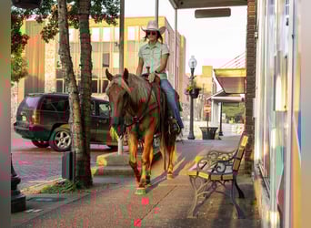 Draft Horse, Gelding, 4 years, 14,3 hh, Brown