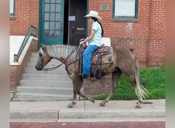 Draft Horse, Gelding, 4 years, 14,3 hh, Brown