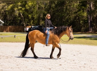 Draft Horse Mix, Gelding, 4 years, 14,3 hh, Buckskin