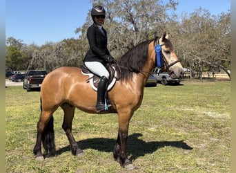 Draft Horse Mix, Gelding, 4 years, 14,3 hh, Buckskin