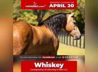 Draft Horse Mix, Gelding, 4 years, 14,3 hh, Buckskin