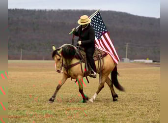 Draft Horse Mix, Gelding, 4 years, 14,3 hh, Buckskin