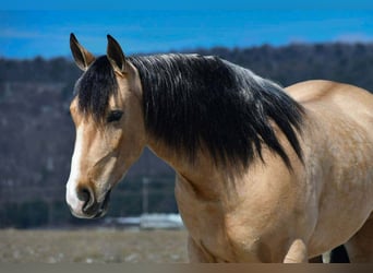 Draft Horse Mix, Gelding, 4 years, 14,3 hh, Buckskin