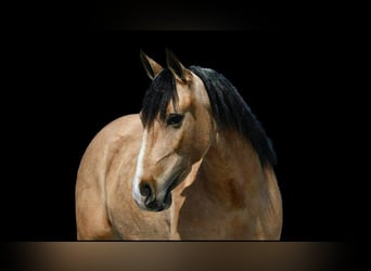 Draft Horse Mix, Gelding, 4 years, 14,3 hh, Buckskin