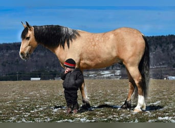 Draft Horse Mix, Gelding, 4 years, 14,3 hh, Buckskin