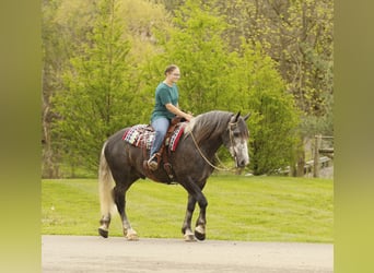 Draft Horse Mix, Gelding, 4 years, 15.1 hh, Grey-Dapple