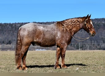 Draft Horse Mix, Gelding, 4 years, 15.1 hh, Roan-Red