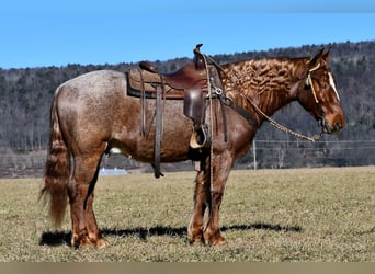 Draft Horse Mix, Gelding, 4 years, 15.1 hh, Roan-Red