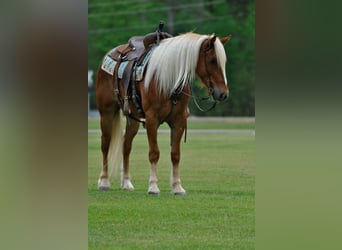 Draft Horse Mix, Gelding, 4 years, 15.1 hh, Sorrel