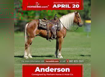 Draft Horse Mix, Gelding, 4 years, 15.1 hh, Sorrel