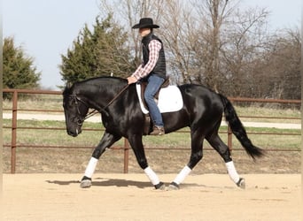 Draft Horse Mix, Gelding, 4 years, 15.2 hh, Black