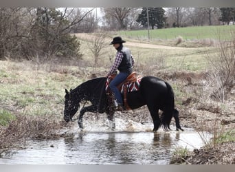 Draft Horse Mix, Gelding, 4 years, 15.2 hh, Black