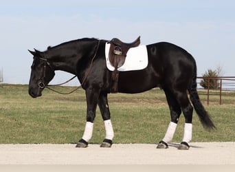 Draft Horse Mix, Gelding, 4 years, 15.2 hh, Black