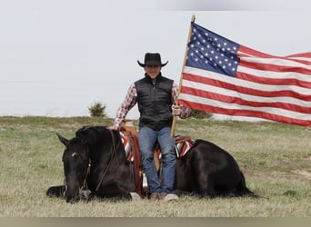 Draft Horse Mix, Gelding, 4 years, 15.2 hh, Black