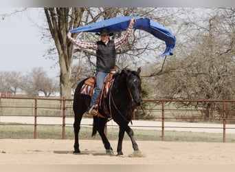 Draft Horse Mix, Gelding, 4 years, 15.2 hh, Black