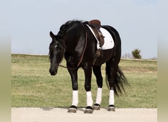 Draft Horse Mix, Gelding, 4 years, 15.2 hh, Black