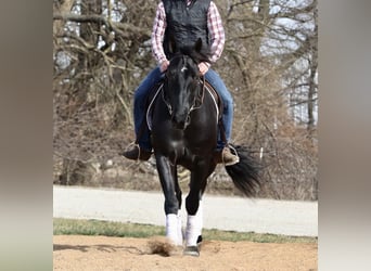 Draft Horse Mix, Gelding, 4 years, 15.2 hh, Black