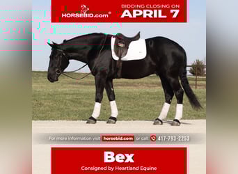Draft Horse Mix, Gelding, 4 years, 15.2 hh, Black