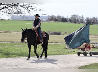 Draft Horse Mix, Gelding, 4 years, 15.2 hh, Black