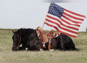Draft Horse Mix, Gelding, 4 years, 15.2 hh, Black