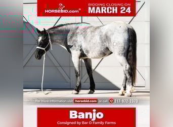 Draft Horse Mix, Gelding, 4 years, 15.2 hh, Roan-Blue