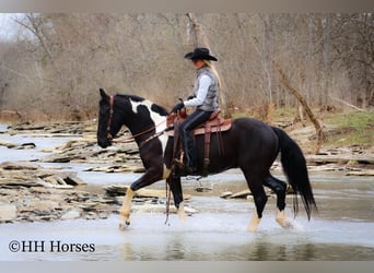 Draft Horse, Gelding, 4 years, 15,2 hh, Tobiano-all-colors