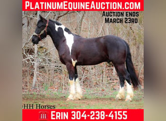 Draft Horse, Gelding, 4 years, 15,2 hh, Tobiano-all-colors