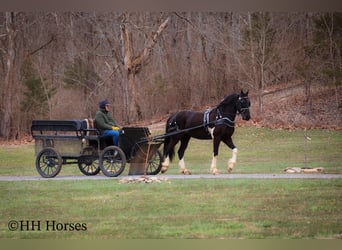 Draft Horse, Gelding, 4 years, 15,2 hh, Tobiano-all-colors