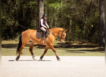 Draft Horse Mix, Gelding, 4 years, 15.3 hh, Dun