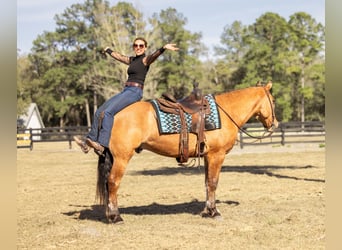 Draft Horse Mix, Gelding, 4 years, 15.3 hh, Dun