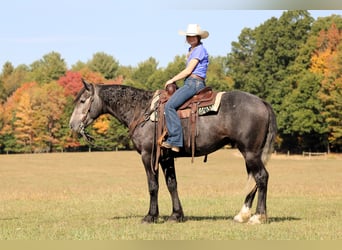 Draft Horse Mix, Gelding, 4 years, 15.3 hh, Grey Draft Horse Mix, Gelding, 4 years, 15.3 hh, Grey