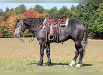 Draft Horse Mix, Gelding, 4 years, 15.3 hh, Grey Draft Horse Mix, Gelding, 4 years, 15.3 hh, Grey