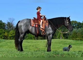 Draft Horse Mix, Gelding, 4 years, 15,3 hh, Roan-Blue