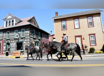 Draft Horse Mix, Gelding, 4 years, 15,3 hh, Roan-Blue