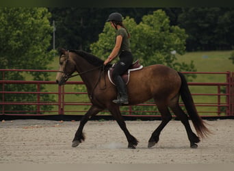 Draft Horse Mix, Gelding, 4 years, 15 hh, Buckskin