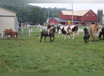 Draft Horse Mix, Gelding, 4 years, 15 hh, Grey