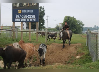 Draft Horse Mix, Gelding, 4 years, 15 hh, Grey
