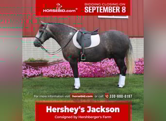 Draft Horse Mix, Gelding, 4 years, 15 hh, Grey