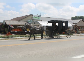 Draft Horse Mix, Gelding, 4 years, 15 hh, Grey