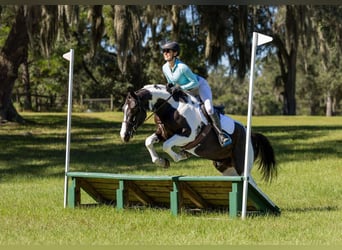 Draft Horse Mix, Gelding, 4 years, 15 hh, Pinto