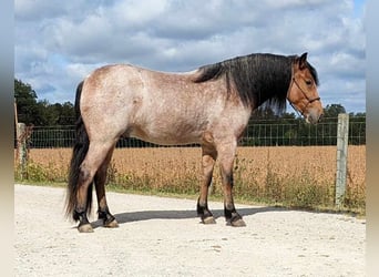 Draft Horse, Gelding, 4 years, 15 hh, Roan-Bay